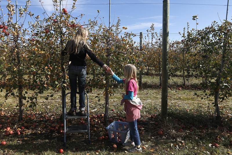 Kasi Steinman, 16, hands a freshly picked apple to her sister, Ewa, 12, on Thursday, Nov. 7, 2024, while picking apples for the La Grange Bible Church Food Pantry at Stade's Farm north of Johnsburg. Every year at the end of the season, Stade's Farm owner Vernon Stade invites nonprofits, food pantries and other organizations to come pick what's left in their fields for free.