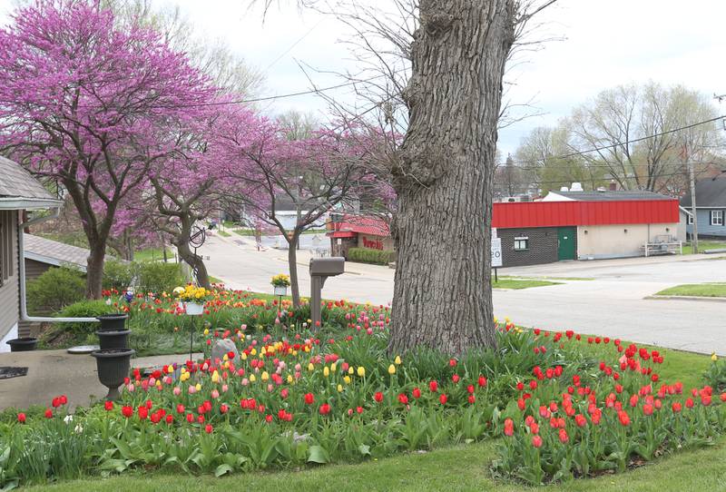 Over 1000 tulips blossom as redbud trees bloom at a home on the corner of Greenwood and 4th Streets on Monday, April 21, 2025 in Spring Valley. The tulips bloom each year at the home. The site is a sure sign of spring.