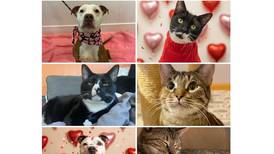 Will County Pets of the Week: Feb. 16, 2026