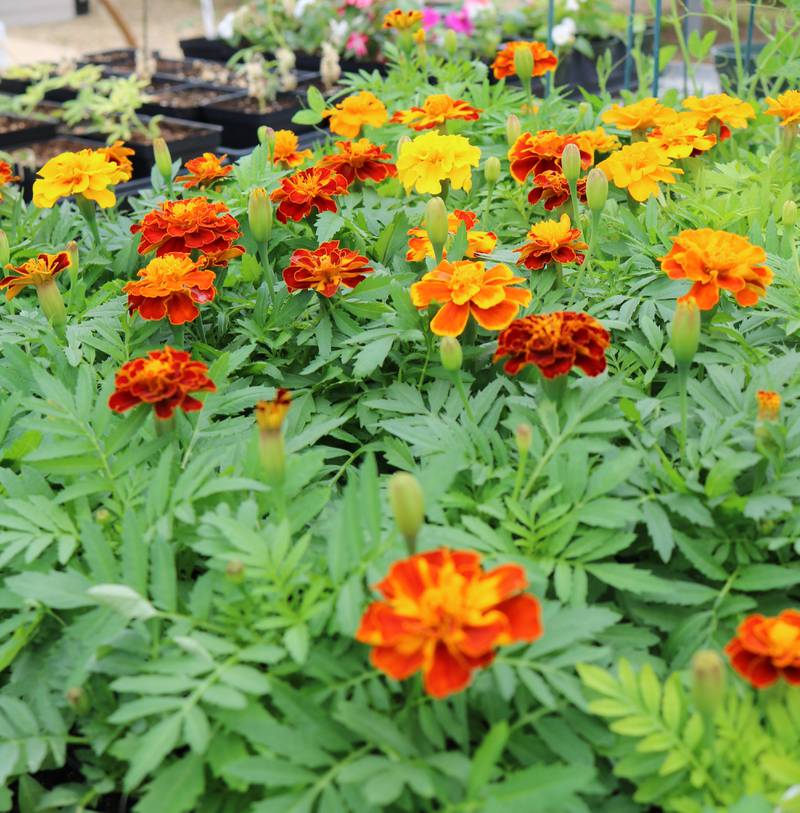 Illinois Valley Community College’s greenhouse is teeming with flowering plants, vegetables and hanging baskets for the Ag Department’s annual spring plant sale from 10 a.m. to 5 p.m. Thursday, May 5, and noon to 5 p.m. Friday, May 6.
