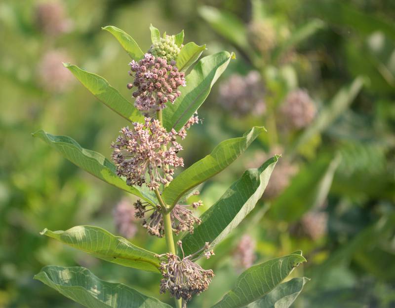 A milkweed blossoms at the Nachusa Grasslands.