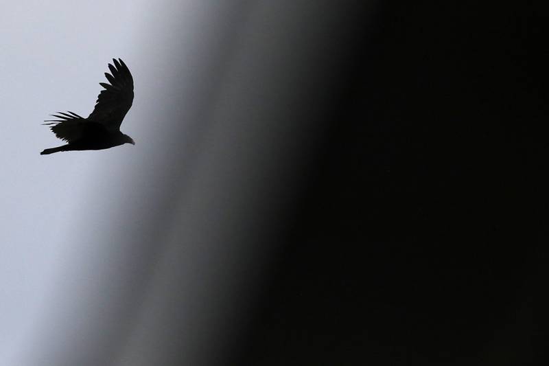 A bird appears to be flying into the darkness as it flies towards a dugout at Cary-Grove High School during Fox Valley Conference baseball game on Wednesday, April 17, 2024.