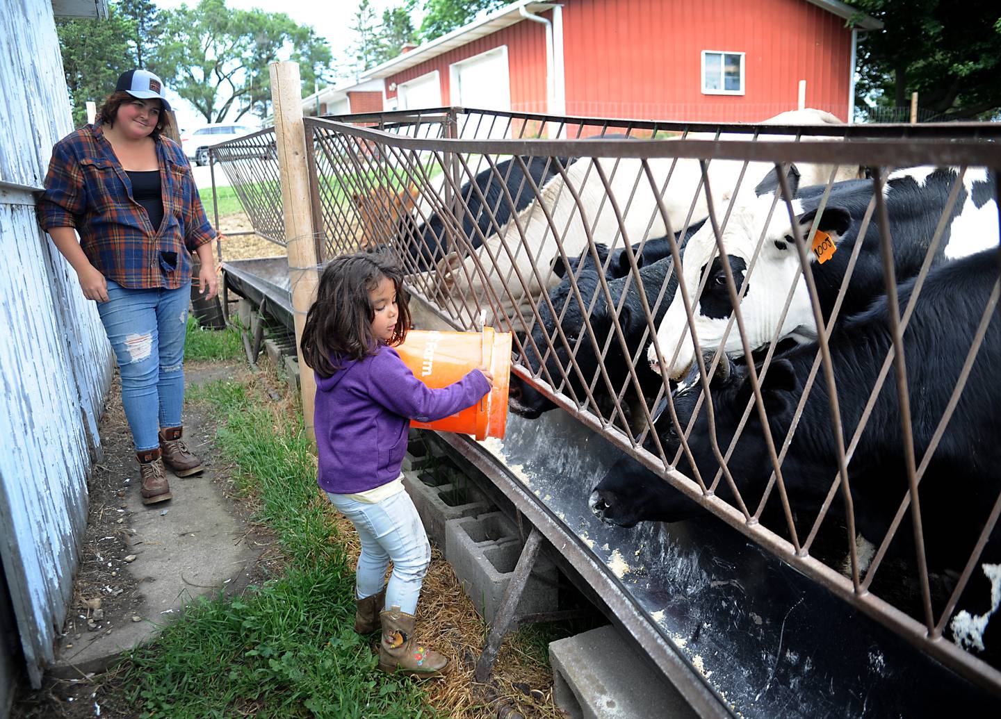 Destiny West watches as her daughter, Raylee Kelly, 4, feeds the cattle Friday, June 10, 2022, on the Jacobson farm near Richmond. West's fiance, Bryon Kelly, inherited the century-old farm from his step-grandfather Richard Jacobson.