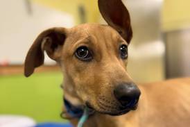 Young puppy longs to find loving place to call home