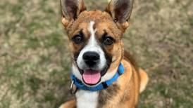 Save-A-Pet announces inaugural Tee Off Fore Tails Golf Scramble