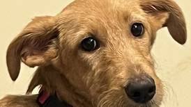 Fun-loving, goofy puppy aims to bring happy energy to forever family