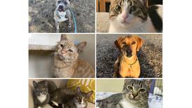 Will County Pets of the Week: March 24, 2025