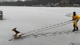 Deer rescued from Fox River in Algonquin by firefighters