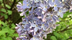 Lombard Garden Club to hold Lilac Village sale on May 8