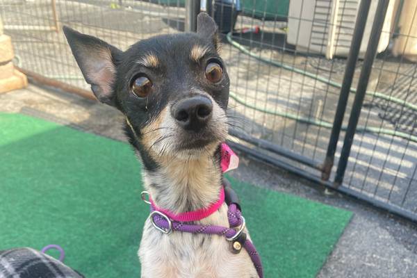 Plainfield-based animal rescue plans to relocate to Minooka