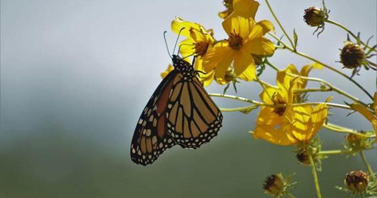 Celebrate National Pollinator Week with Midewin at home or