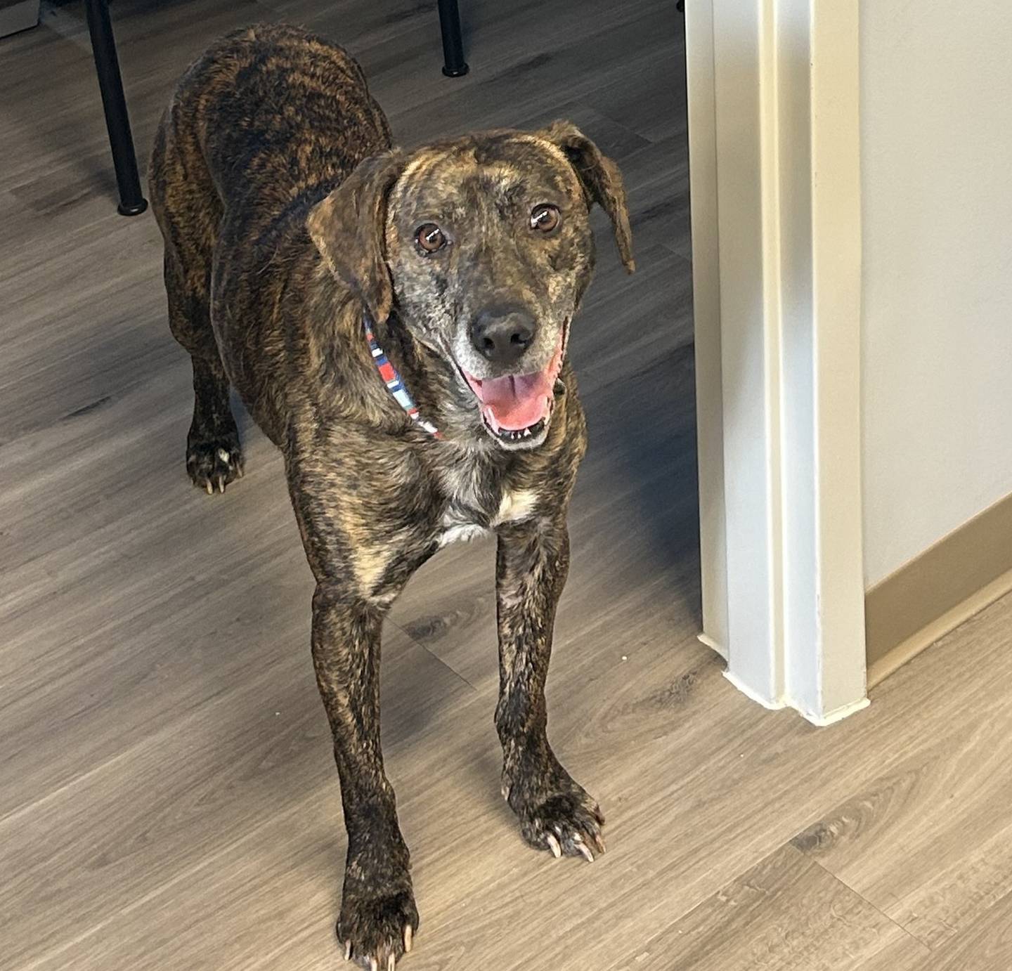 Bob, a hound-mix, is waiting at the Humane Society for Greater Lafayette for the next Starfish Animal Rescue transport to pick him up. Animal rescue workers found him when he ran away from the Starfish Animal Rescue's transport van after it crashed in Lafayette, Ind.