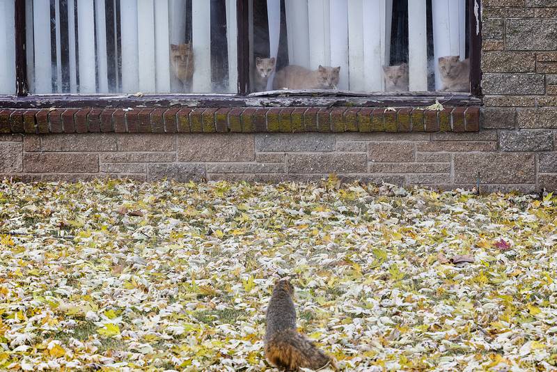 A squirrel is the center of attention to several house cats Wednesday, Oct. 23, 2024, in Sterling.