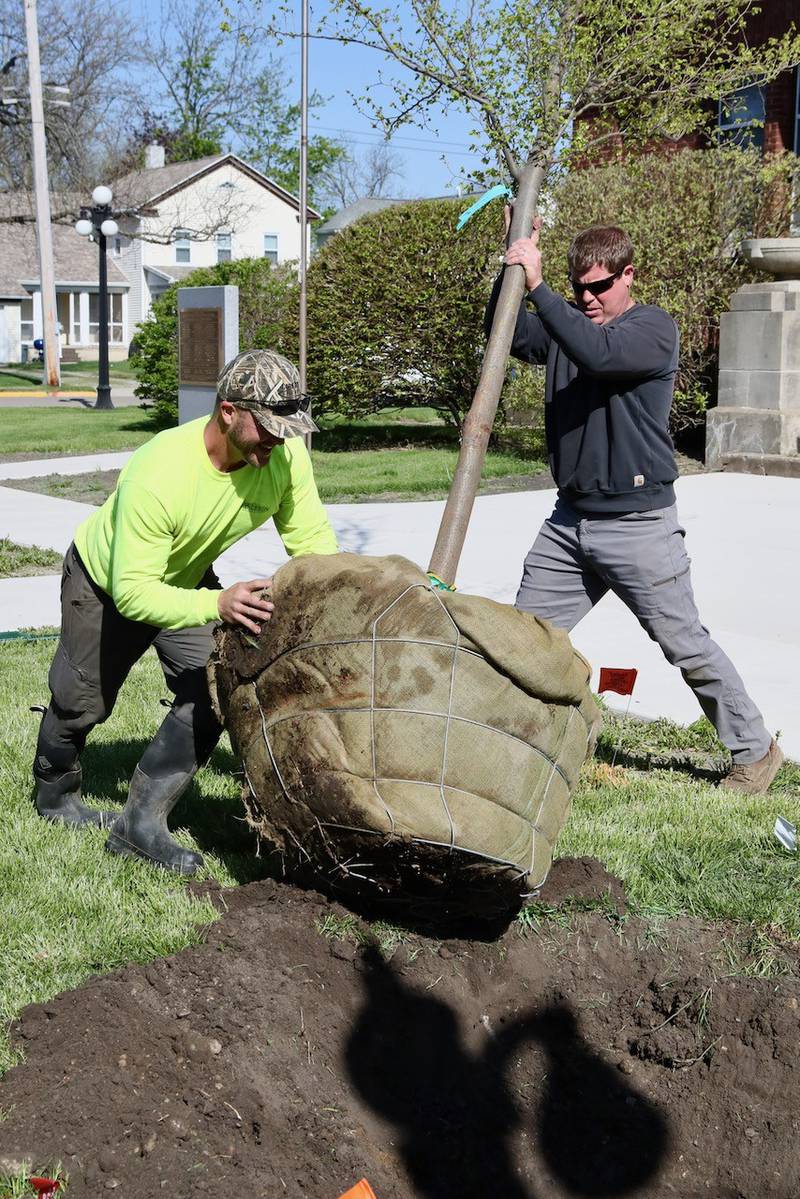 Nick Rolando (left) and Erik Ellberg plant a Frontier Elm in front of the Sash Stalter Matson Building in Princeton. It is the first of 100 trees to be planted in Princeton this year by the City of Princeton Tree Committee. Denny Taylor, President of the Tree Committee, said they are trying to restore elms back to Princeton.