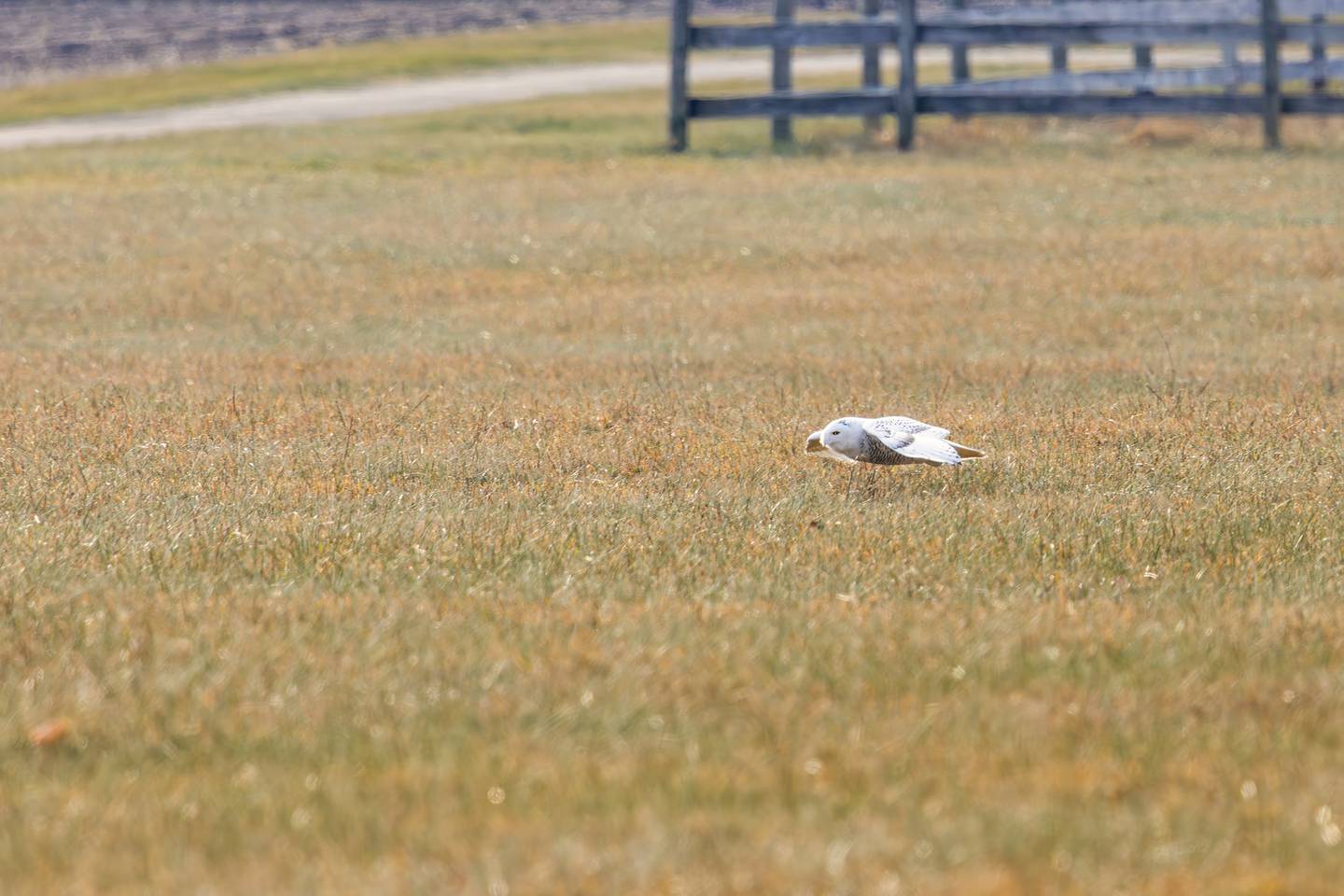 McHenry's young male snowy owl scanning for food on a sunny day in December 2024. Image captured from the road with a 500mm lens, and then cropped in post processing.