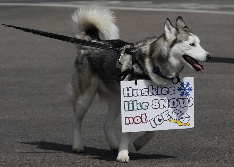 A Husky wears protest sign near the intersection of McCullom Lake Road and State Route 31, in McHenry on Saturday, March 28, 2026, during the McHenry County No Kings Protest. According to an organizer, over 4,000, people took part in the protest.