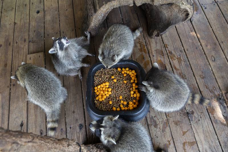 A group of raccoons digs into snacks Thursday, June 26, 2025, at Calamity Jane’s Wildlife Rescue in Amboy.