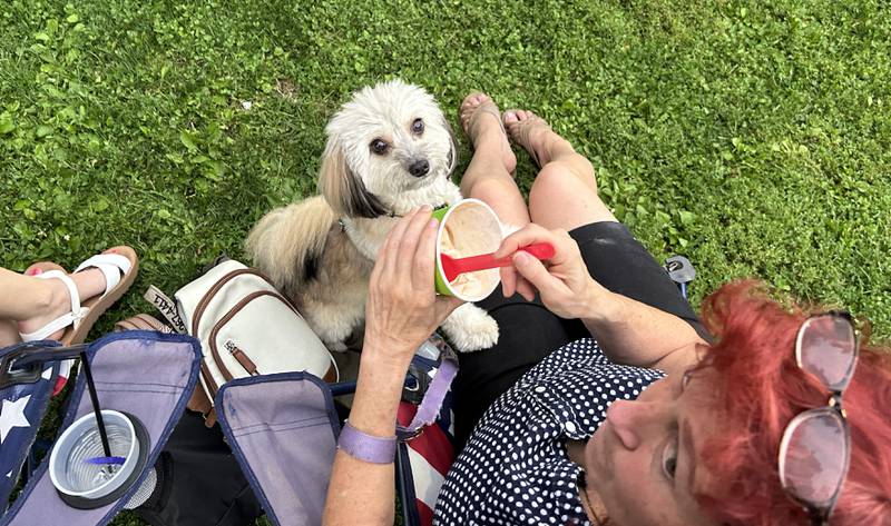 Juniper, a 2-year-old Papillion/Poodle mix (a pappy poo) keeps an eye on Jill Marciniec's ice cream dish during the Mt. Morris Jamboree concert in Mt. Morris on Friday, Aug. 15, 2025. Marciniec, of Franklin Grove, said Juniper had her own ice cream dish, but was hoping for more as Captain Rat and the Blind Rivets performed on the Campus in downtown Mt. Morris.