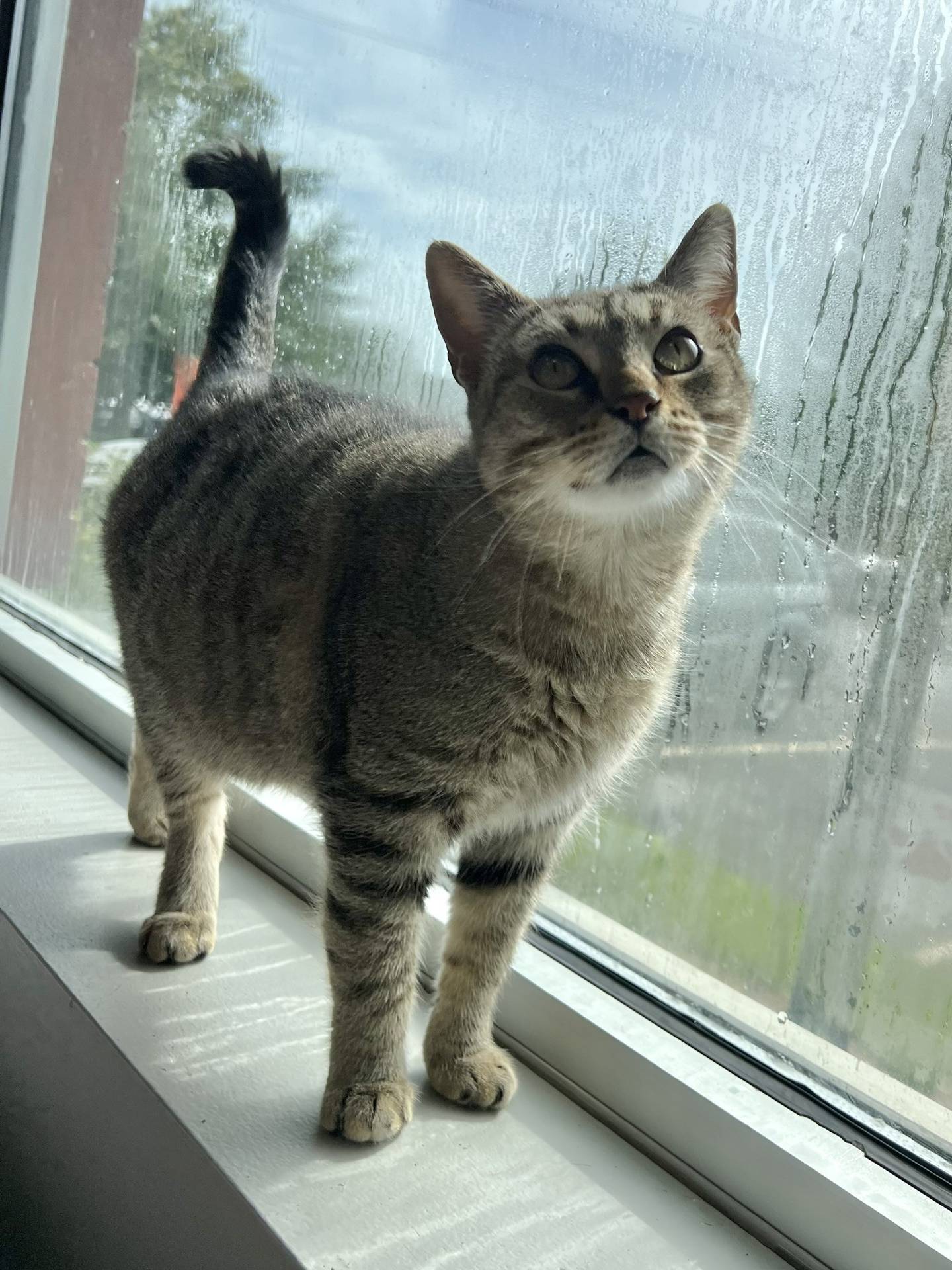Hilton Hotel is a 2-year-old, easy-going tabby that was rescued with her kittens after being found as strays. After spending time in a foster home to safely raise and nurture her kittens, Hilton is now at NAWS waiting to meet her forever family. She likes to explore and meander around the room. She loves looking out the window, enjoys pets and attention, and will even give hugs. Hilton does well with other cats and would like to be adopted with Hampton, her last kitten. To meet Hilton Hotel (and Hampton), email Catadoptions@nawsus.org.  Visit nawsus.org.