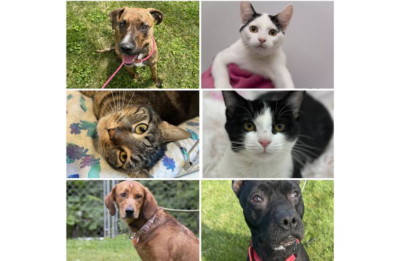 The Herald-News presents this week’s Pets of the Week. Read the description of each pet to find out about that pet, including where it can be adopted in Will County.