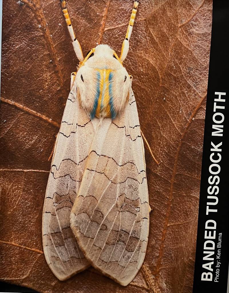Ken Bluma has made it his passion to photograph the strange and unusual creatures rarely seen in northern Illinois and surrounding areas. Since starting the project in 2022, he has documented nearly 1,000 species of insects.