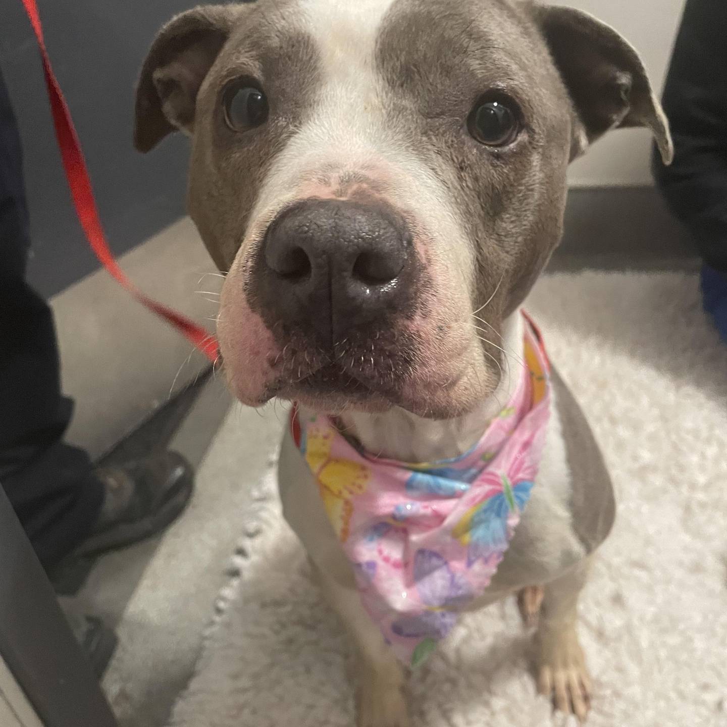 Will County Animal Protection Services will waive its adoption fees for dogs six months and older through March 31. Adoptable dogs include Maggie, a a curious and gentle pit bull terrier mix.