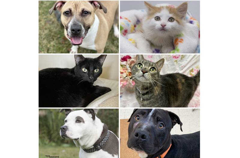 The Herald-News presents this week’s Pets of the Week. Read the description of each pet to find out about that pet, including where he or she can be adopted