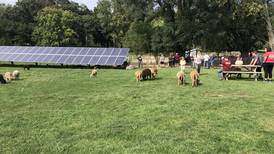 McHenry County farmers ‘bridge that gap’ between suburban and rural, get boost from events like Farm Stroll