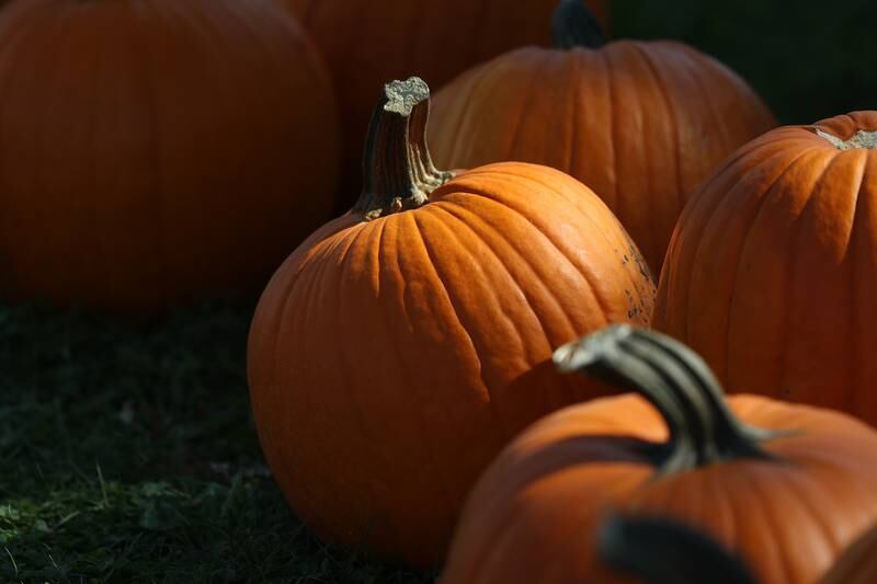 Pumpkins sit on display at the Wish Upon a Star fundraiser on Saturday, Oct. 5, 2024 in Joliet.