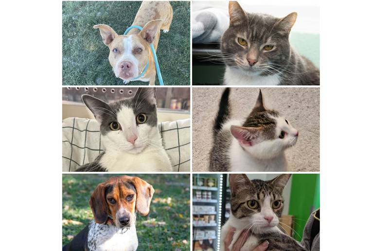 The Herald-News presents this week’s Pets of the Week. Read the description of each pet to find out about it, including where it can be adopted in Will County.