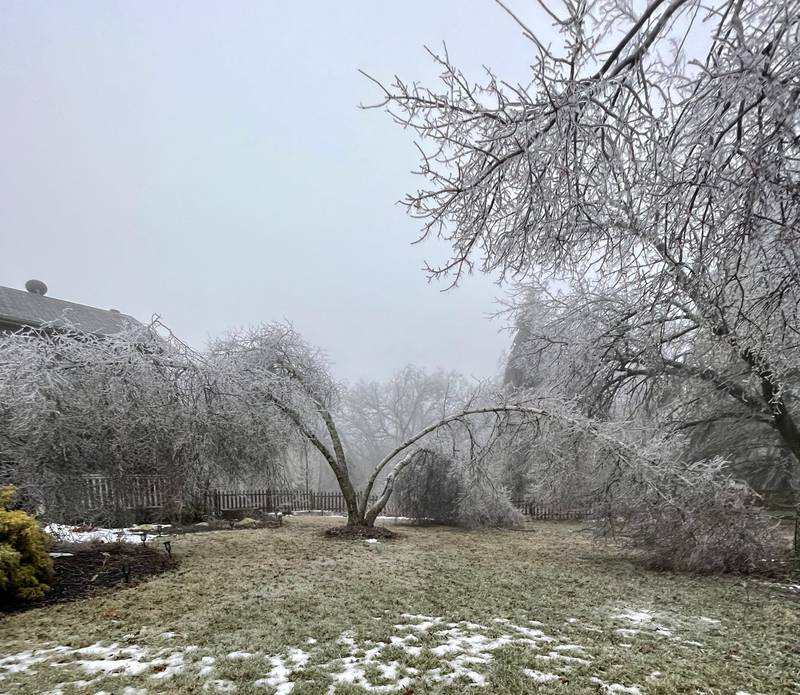 A tree weighed down by ice is photographed Thursday, Feb. 23, 2023, by Northwest Herald reader Susan Kimbrough in Harvard.