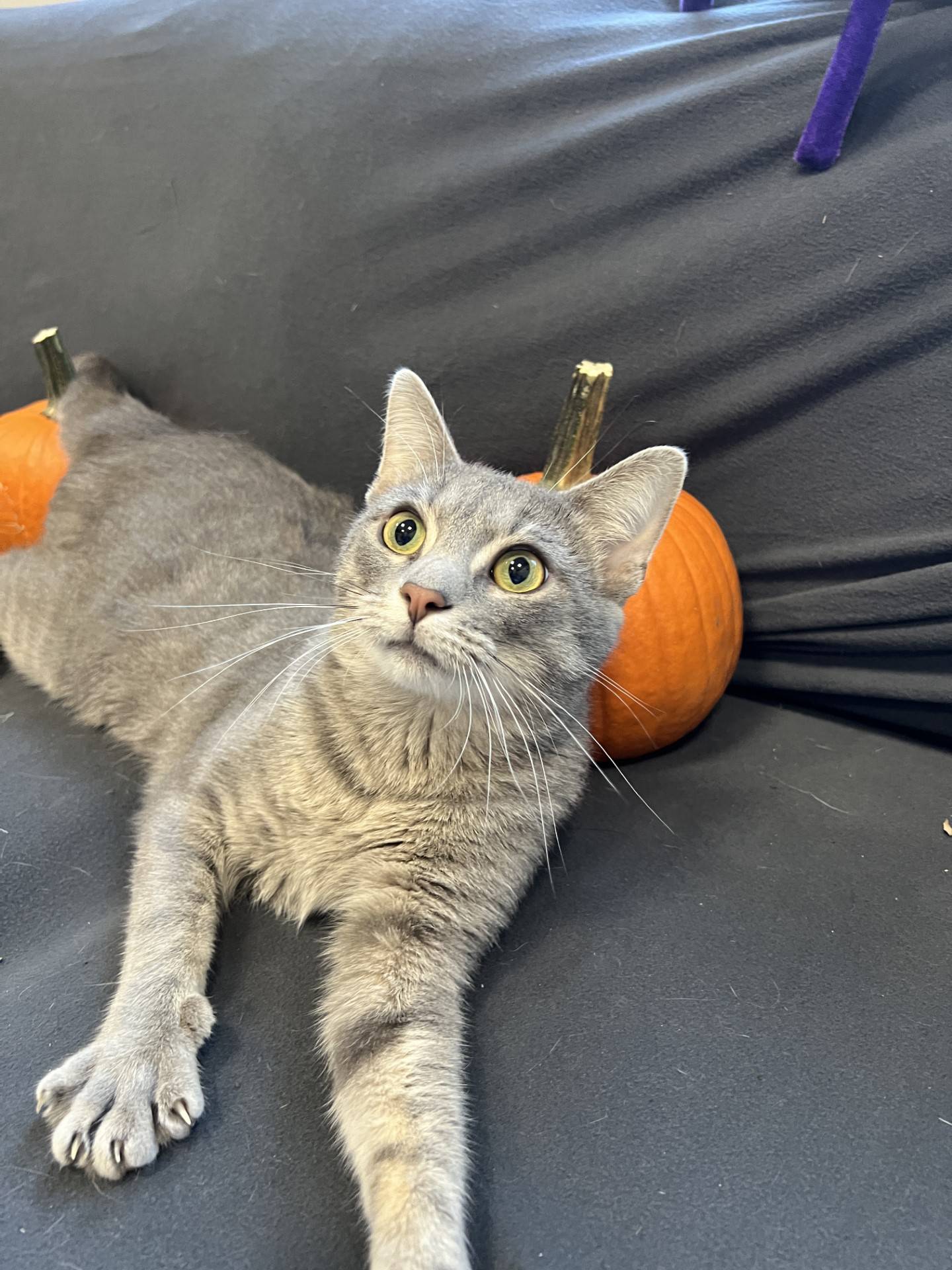 Benjamin is a sweet 2-year-old tabby that was rescued in southern Illinois. He eagerly greets visitors and seeks out attention and love. He is easy to hold and likes pets. His gentle and easy-going demeanor should make him a good fit for any home. To meet Benjamin, email Catadoptions@nawsus.org with any questions or to meet him.