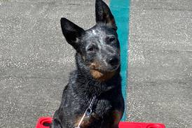 Comfort dog Indy joins Dixon Police Department  