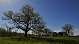 Protecting oak trees – and the birds that rely on them – is aim of USDA grant program for landowners