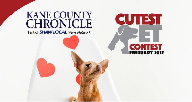 KCC Feb Cute pet promo