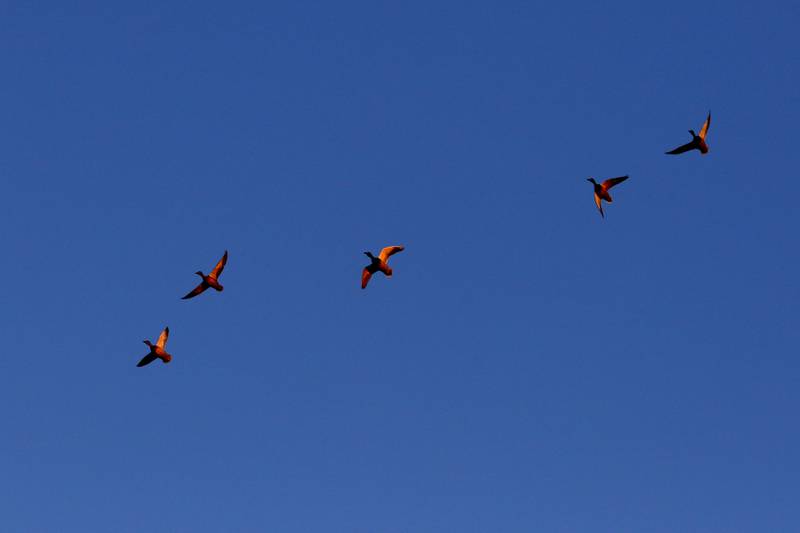 Canadian geese fly through the last rays of sunlight on Monday, Dec. 2, 2024, as they pass over the lake at Somerset Manor in Harvard.