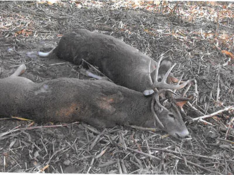 2 deer found dead in Putnam County with antlers locked