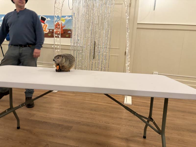 The groundhog who will prognosticate on prospects for an early spring in Woodstock meets his fans during a Groundhog Day kickoff event Thursday, Jan. 30. With the groundhog is handler Mark Szafran.