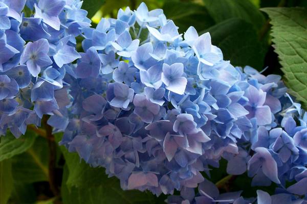 Lombard Garden Club to host hydrangeas presentation