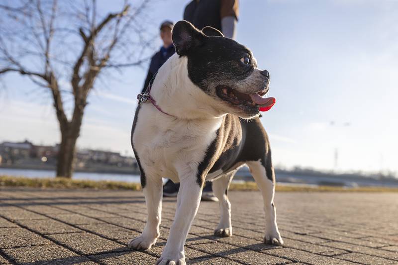 Gabby takes best friends, Colin and Alicia Bond, for a walk Monday, Feb. 12, 2024 along the river in Dixon. The weather report looks good for more walks in the coming days.