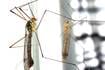 Illinois reports first case of West Nile virus in mosquitoes found near Rockford