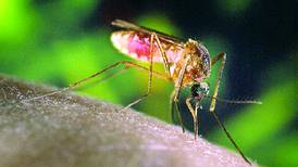 Bird tests positive for West Nile virus in Rochelle