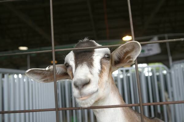 Open Show at county fair isn’t just for kids