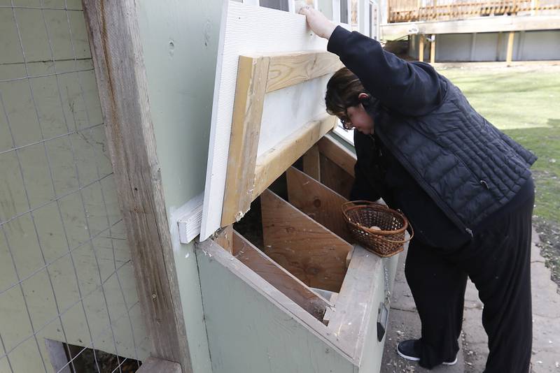 Jessica Martell collects eggs from her backyard chickens, on Wednesday, March 27, 2024, at her home on Half Mile Trail north of Crystal Lake.