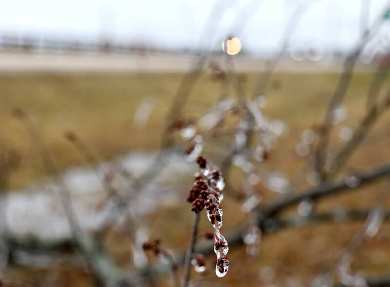 Ice covered trees and dripped from signs in western Kane County after a storm on Thursday, Feb. 23, 2023.