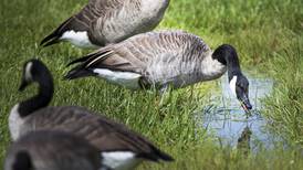 Authorities: Two dozen geese sickened, killed by lead pellets in suburban parks