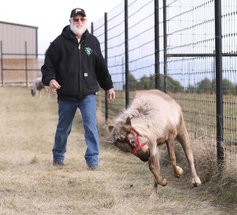 Randy Espe, owner of Whispering Pines Reindeer Ranch, smiles as he watches Olive, an eight-month-old reindeer, show off her jumping skills Tuesday, Dec. 14, 2021, at the farm in Shabbona.