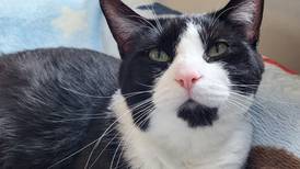 Young cat aims to navigate his way into forever home