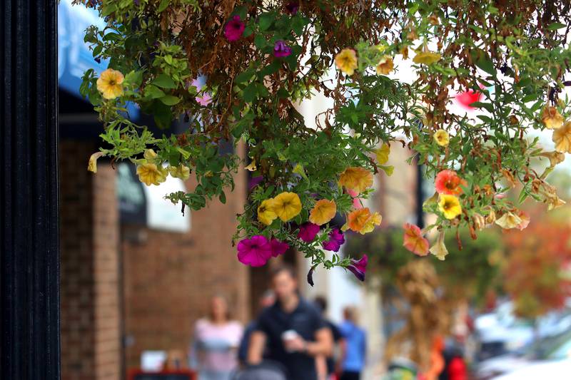 Flowers greet visitors to the Johnny Appleseed Festival in downtown Crystal Lake on Saturday Sept. 28, 2024, in Crystal Lake.