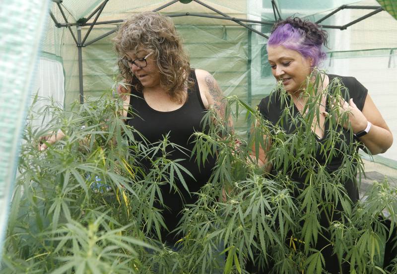 Lori Fisher and Kerri Connor, who hold medical marijuana cards, tend to the Connors marijuana plants on Wednesday, Sept. 6, 2023 at Connor's home in Ringwood. They disagree with McHenry County State's Attorney Patrick Kenneally's assertion that marijuana does not have medical value.